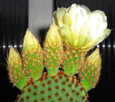 Opuntia microdasys v rufida IMG_1075.jpg