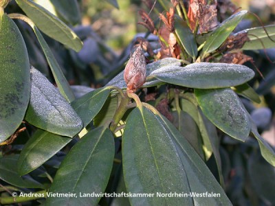 knospen-sterben-rhododendron.jpg