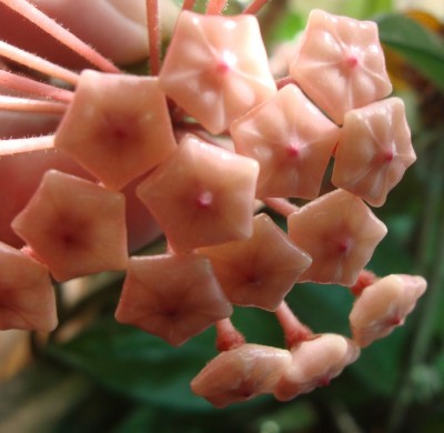 Hoya Knospen.jpg