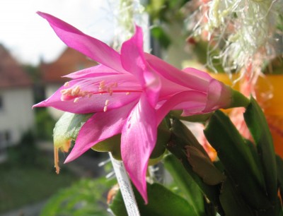 Angela de Duc A = Angele LeClerc.jpg