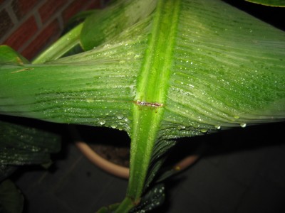 Musa 008.jpg