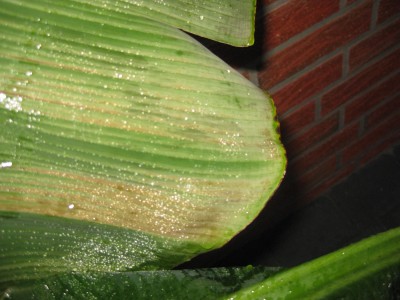 Musa 007.jpg