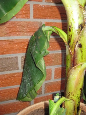 Musa 006.jpg
