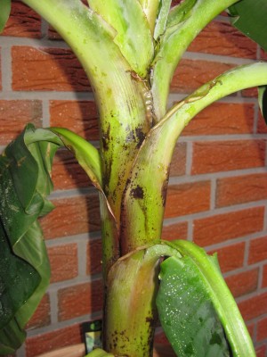 Musa 005.jpg