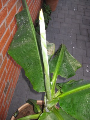 Musa 004.jpg