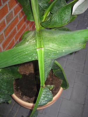 Musa 003.jpg