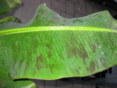 Musa 002.jpg
