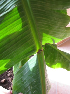 Musa 001.jpg