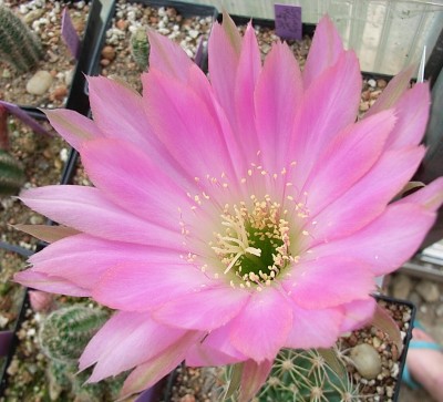 Echinopsis-hybr. flieder.jpg