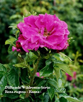 Rosa rugosa - Hansa -.jpg