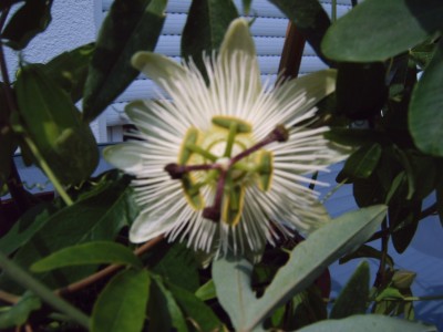 Garten lll 0.jpg