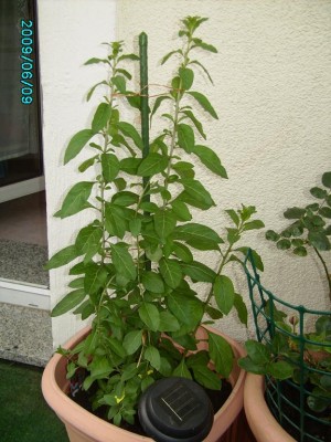 PICT0235.JPG
