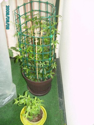 PICT0237.JPG