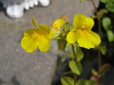 IMG_6034.JPG