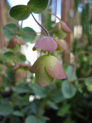 Origanum libanoticum.jpg