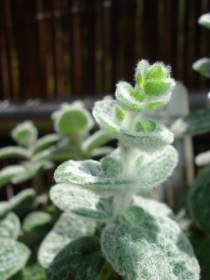 Origanum dictamnus.jpg