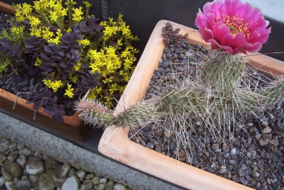 Pflanzen 2009-06-08 001.jpg