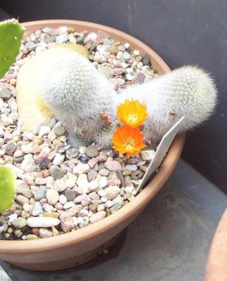 Pflanzen 2009-06-09 009.jpg