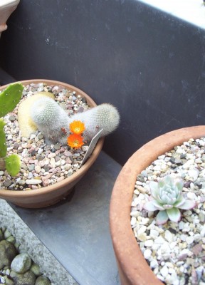 Pflanzen 2009-06-09 008.jpg