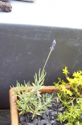 Pflanzen 2009-06-09 006.jpg