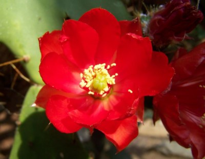 opuntia_800_619.jpg