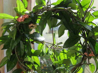 Hoya.JPG