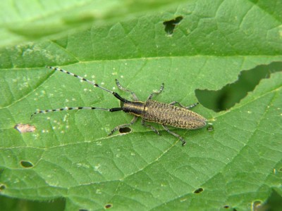 Nesselbock (Agapanthia villosoviridescens).JPG