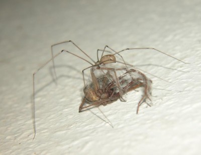 Pholcus phalangioides-mit-Tegenaria-spec-0.JPG