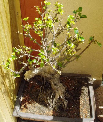 Bonsai 2.JPG