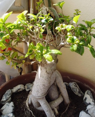 Bonsai 1.JPG