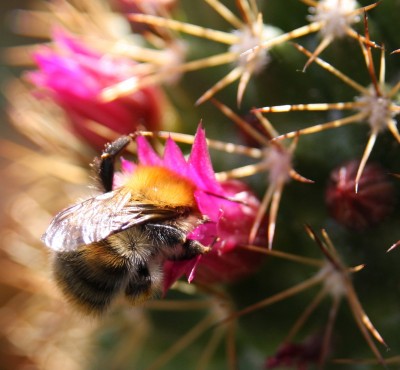 Makro Hummel am Kaktus - 10.06.2009 - 4.jpg