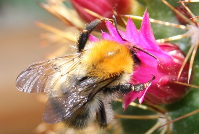 Makro Hummel am Kaktus - 10.06.2009 - 3.jpg