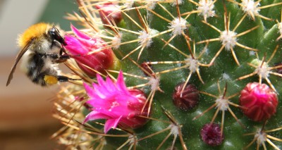 Makro Hummel am Kaktus - 10.06.2009 - 1.jpg