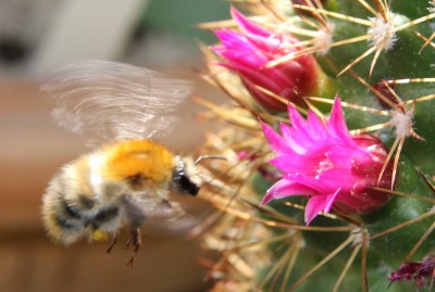 Makro Hummel am Kaktus - 10.06.2009 - 2.jpg