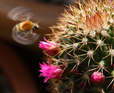 Makro Hummel am Kaktus - 10.06.2009 - 6.jpg