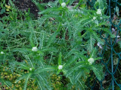 Knospen Schafgarbe.JPG