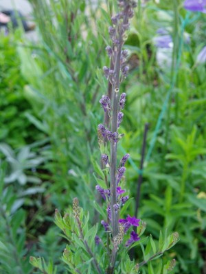 Ital. Purpur Leinkraut.JPG