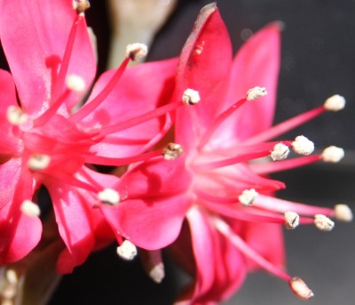 Graptopetalum bellum tacitus - Blüte - 10.06.2009 - 2.jpg