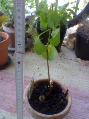 ginkgo schlapp 1.jpg