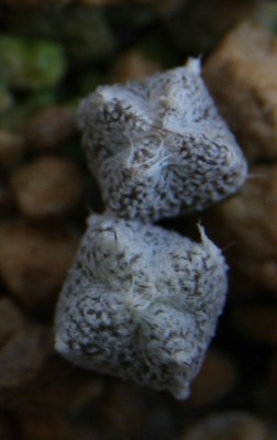 Astrophytum myriostigma v. quadricostatum - 10.06.2009 - 2.jpg