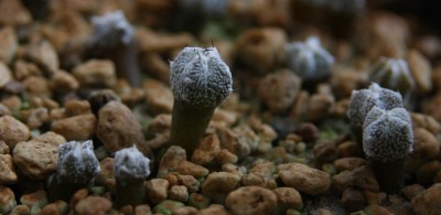 Astrophytum myriostigma v. quadricostatum - 10.06.2009 - 1.jpg