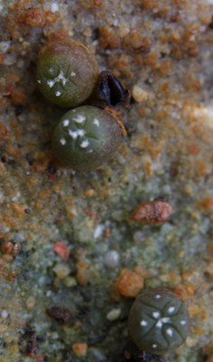 Astrophytum asterias v. nudum - 10.06.2009.jpg