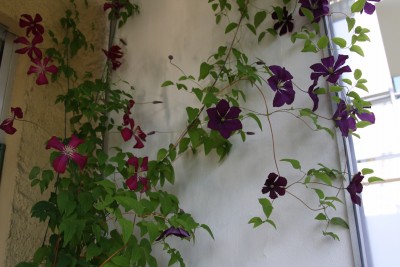 Clematis - 10.06.2009 - 2.jpg