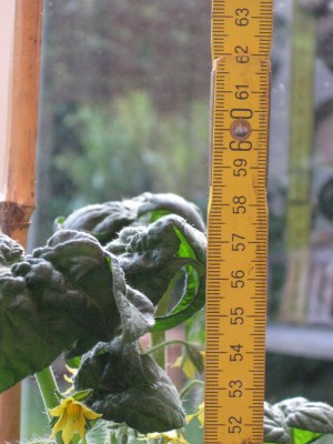 Bild 252_600x800.jpg