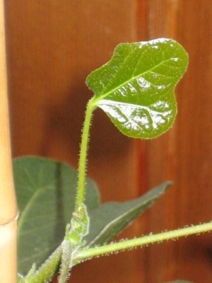 IMG_2229.jpg