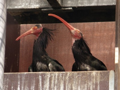 10.06.2009 muppetshow-3.jpg