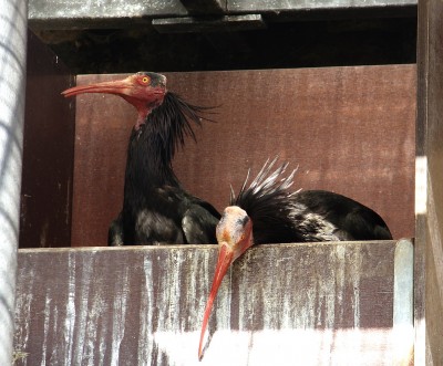 10.06.2009 muppetshow-2.jpg