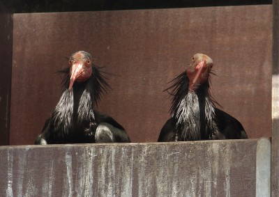 10.06.2009 muppetshow-1.jpg