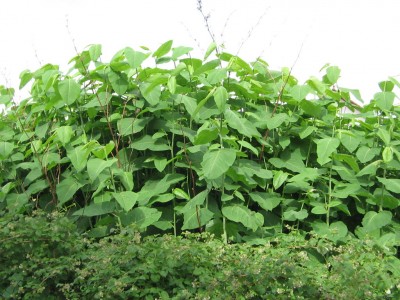 green week 1031.jpg