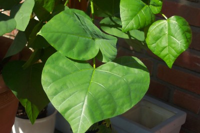 korallenbaum 002.jpg